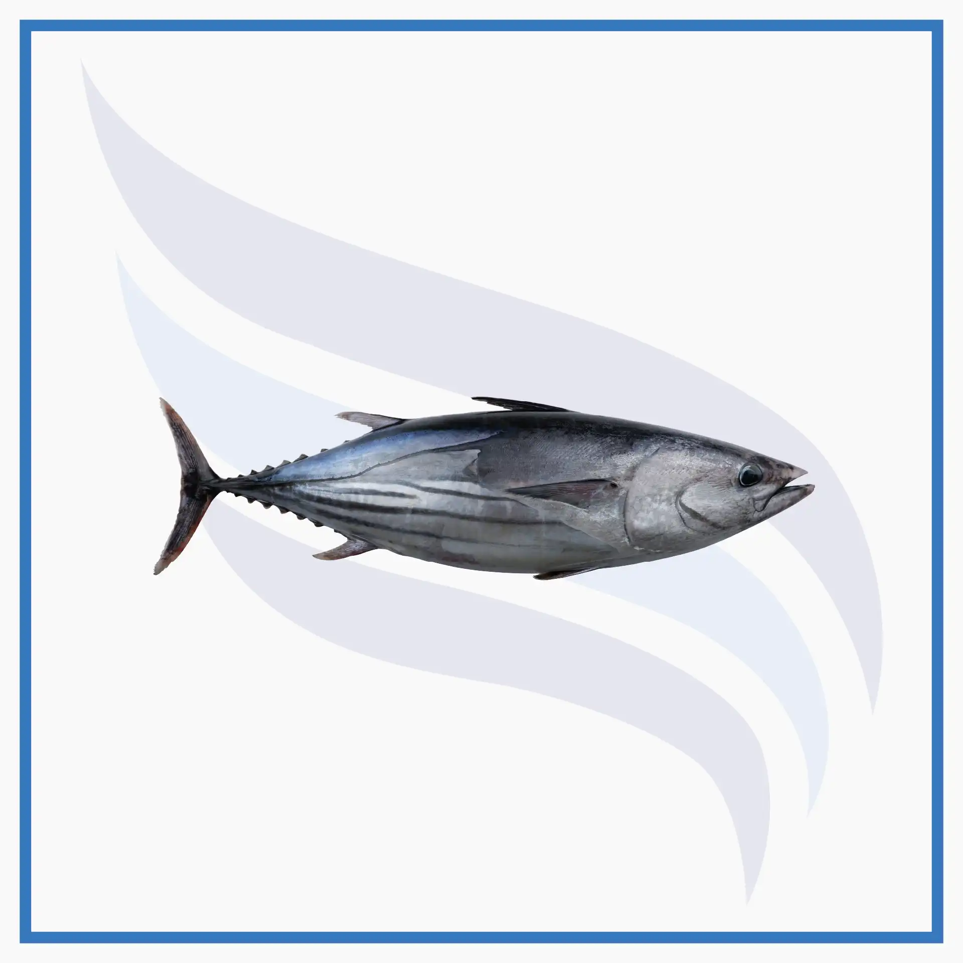 skipjack 1